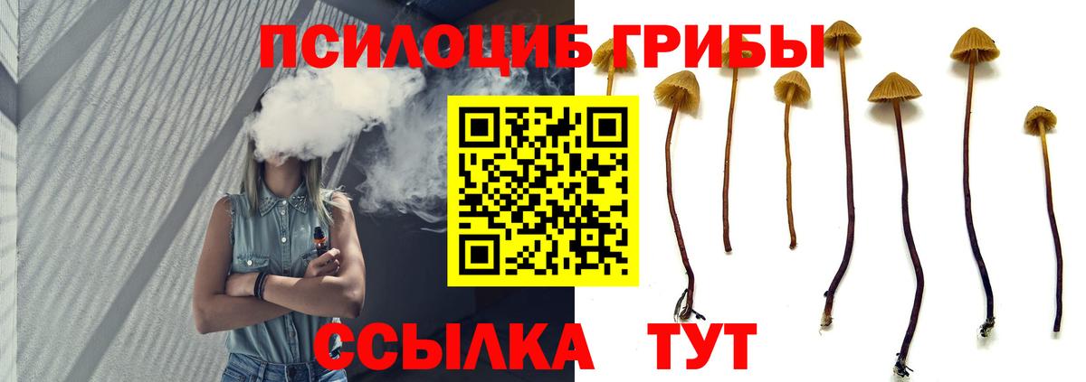Галлюциногенные грибы Psilocybine cubensis Буйнакск